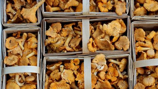 Gourmet mushrooms: where, how and why