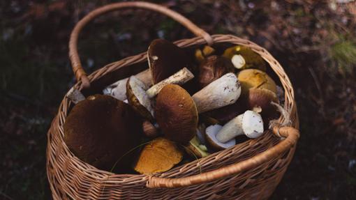 Gourmet mushrooms: where, how and why