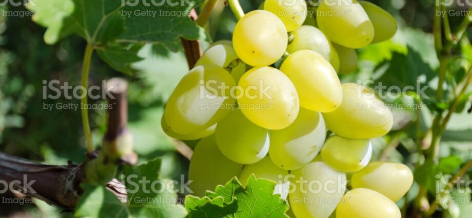 Grape Delight: photo, description of the variety