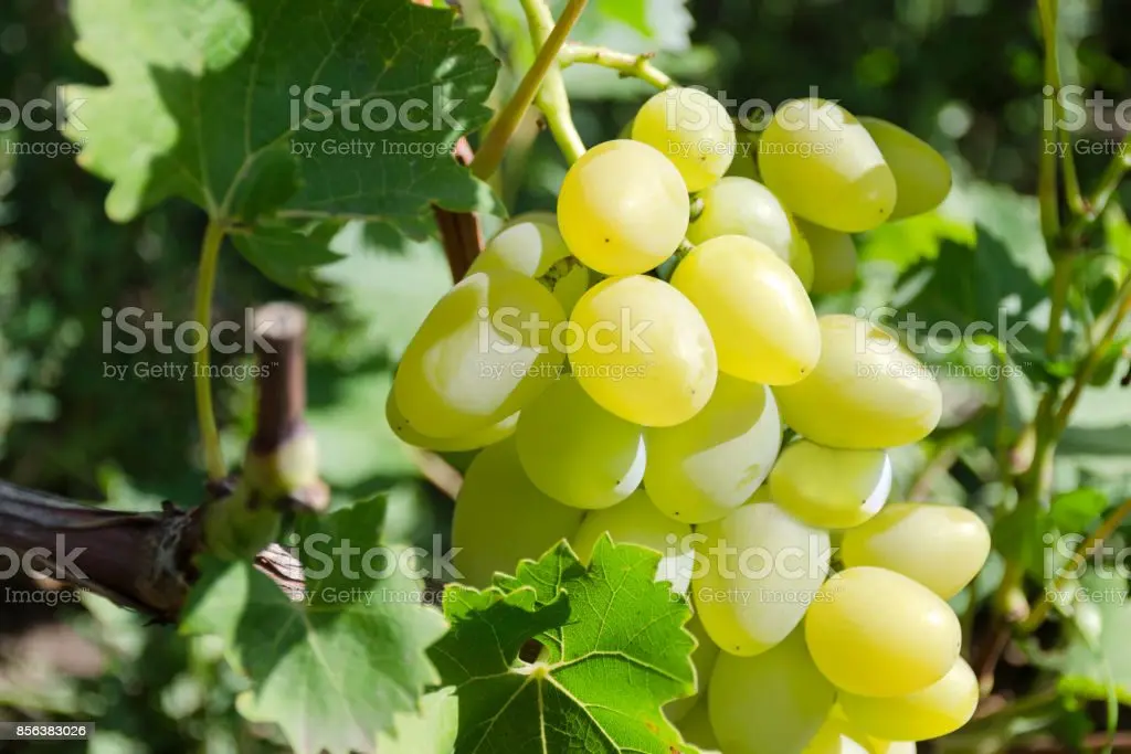 Grape Delight: photo, description of the variety