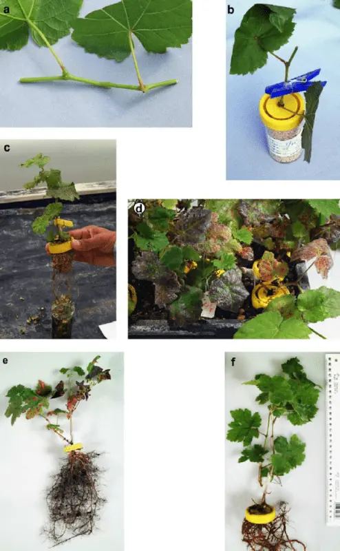 Grape grafting terms