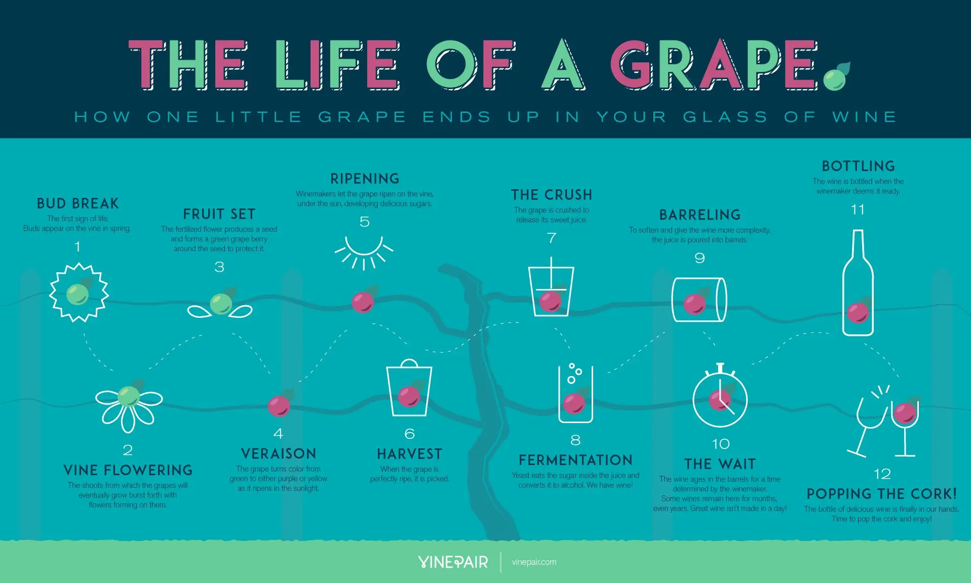 Grape transformation: description