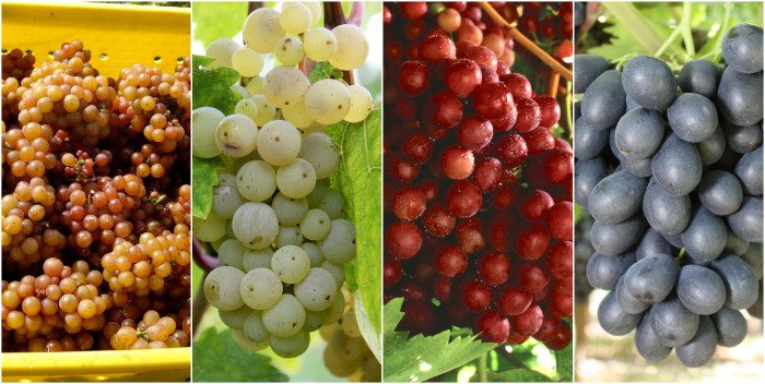 Grape varieties with large berries