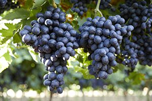 Grapes beauty: variety