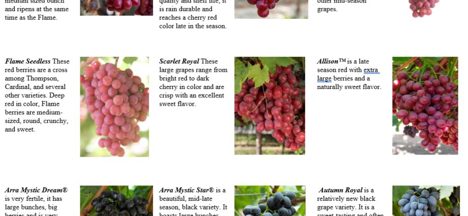 Grapes Extra: variety description