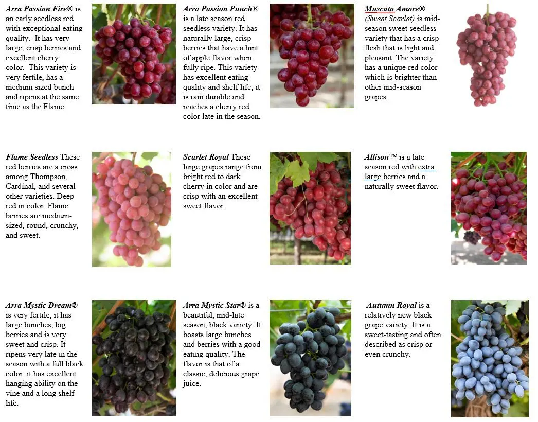 Grapes Extra: variety description