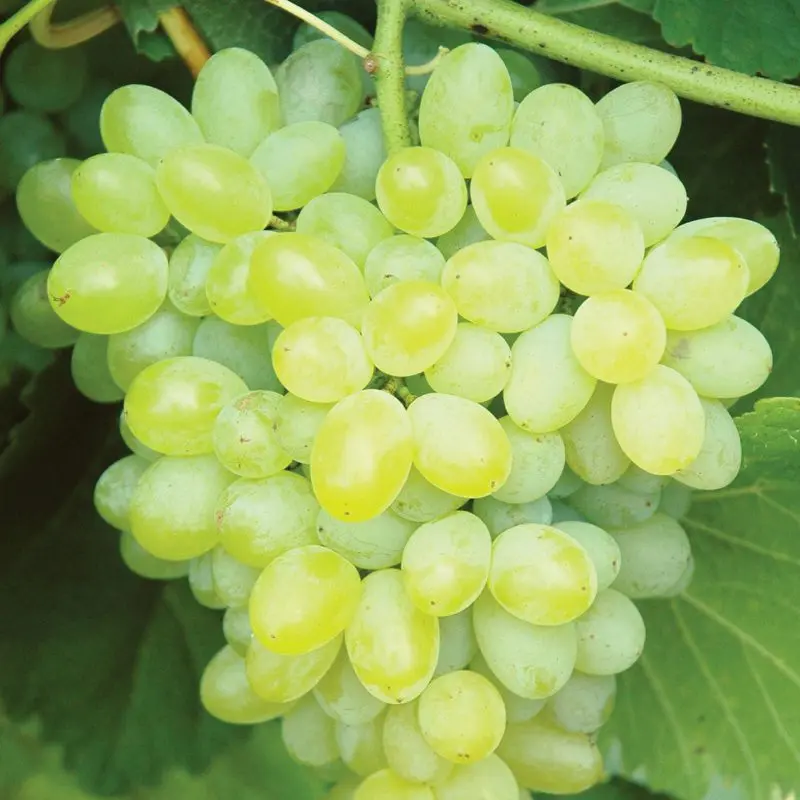 Grapes Hope: grape variety, description