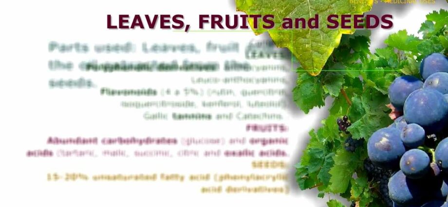 Grapes: medicinal (medicinal) properties. Video