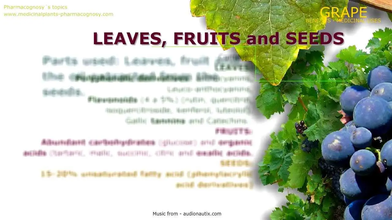 Grapes: medicinal (medicinal) properties. Video