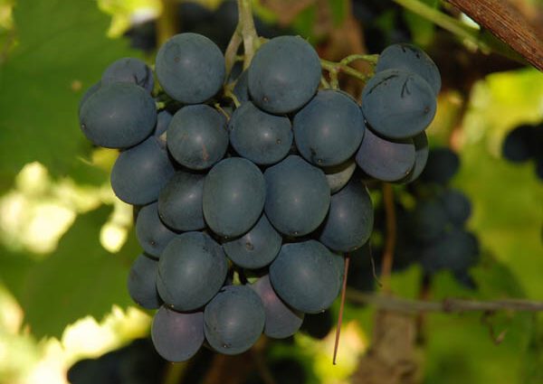 Grapes Moldova: description of the variety