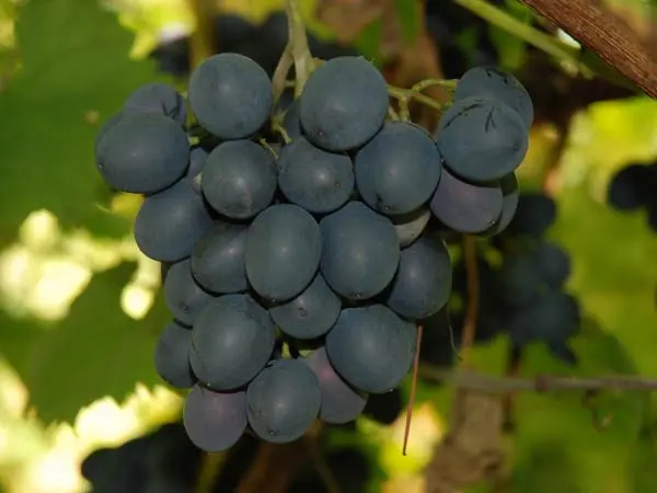 Grapes Moldova: description of the variety