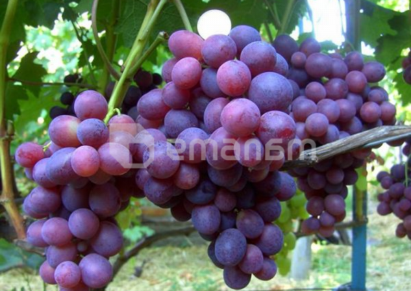 Grapes Unlight: variety