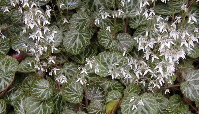 Grass of the genus Thighs saxifrage