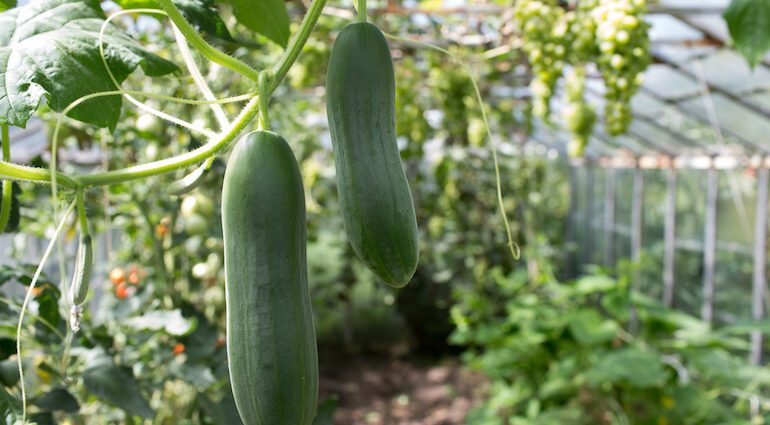 Grassing cucumbers in the greenhouse, in the open field