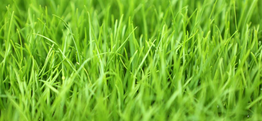 Grassland ryegrass for lawn