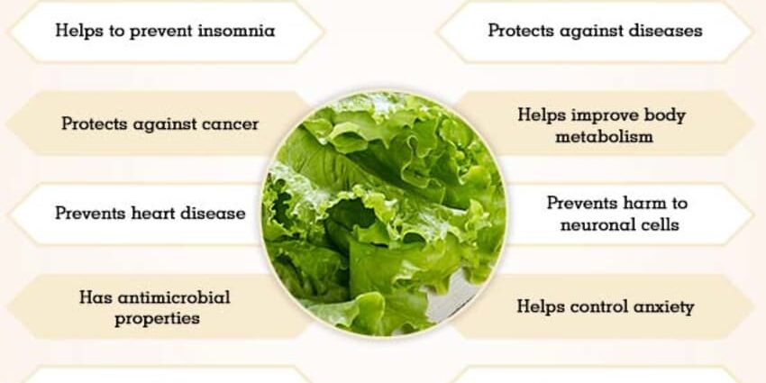 Green diet harm and benefit