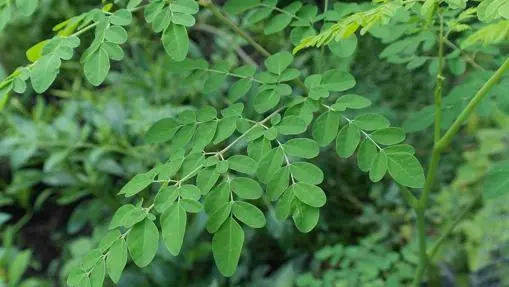 &#8216;Green power&#8217;: All about moringa, the &#8220;tree of life&#8221;