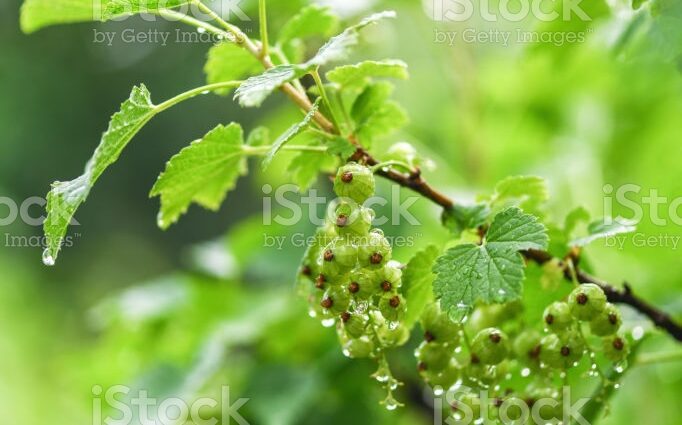 Green rain: gooseberry