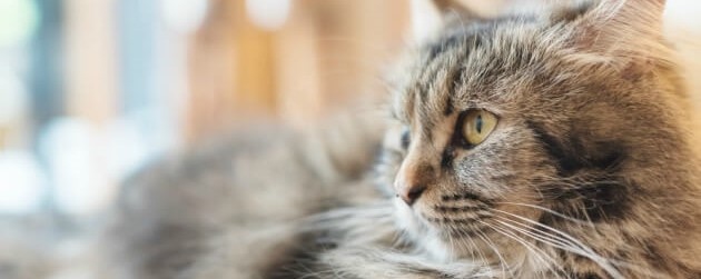 Cat dewormer: how to deworm your cat?