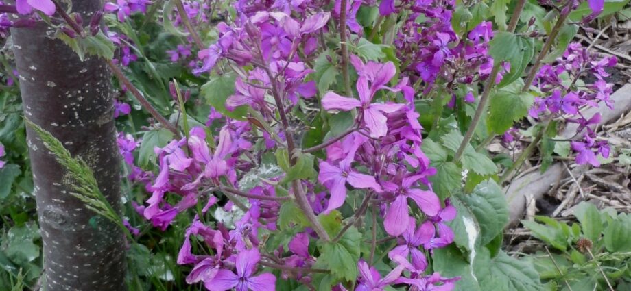 Growing a lunaria flower