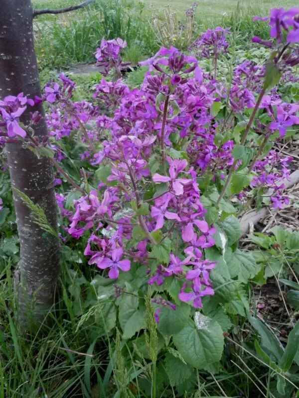 Growing a lunaria flower