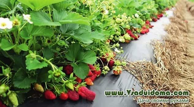 Growing ampelous strawberries and caring for them, varieties