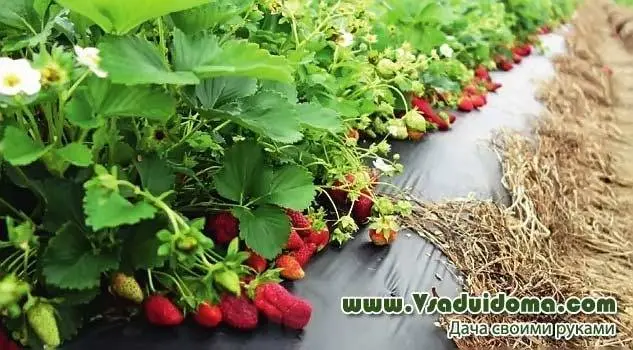 Growing ampelous strawberries and caring for them, varieties