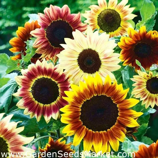 Growing an ornamental sunflower