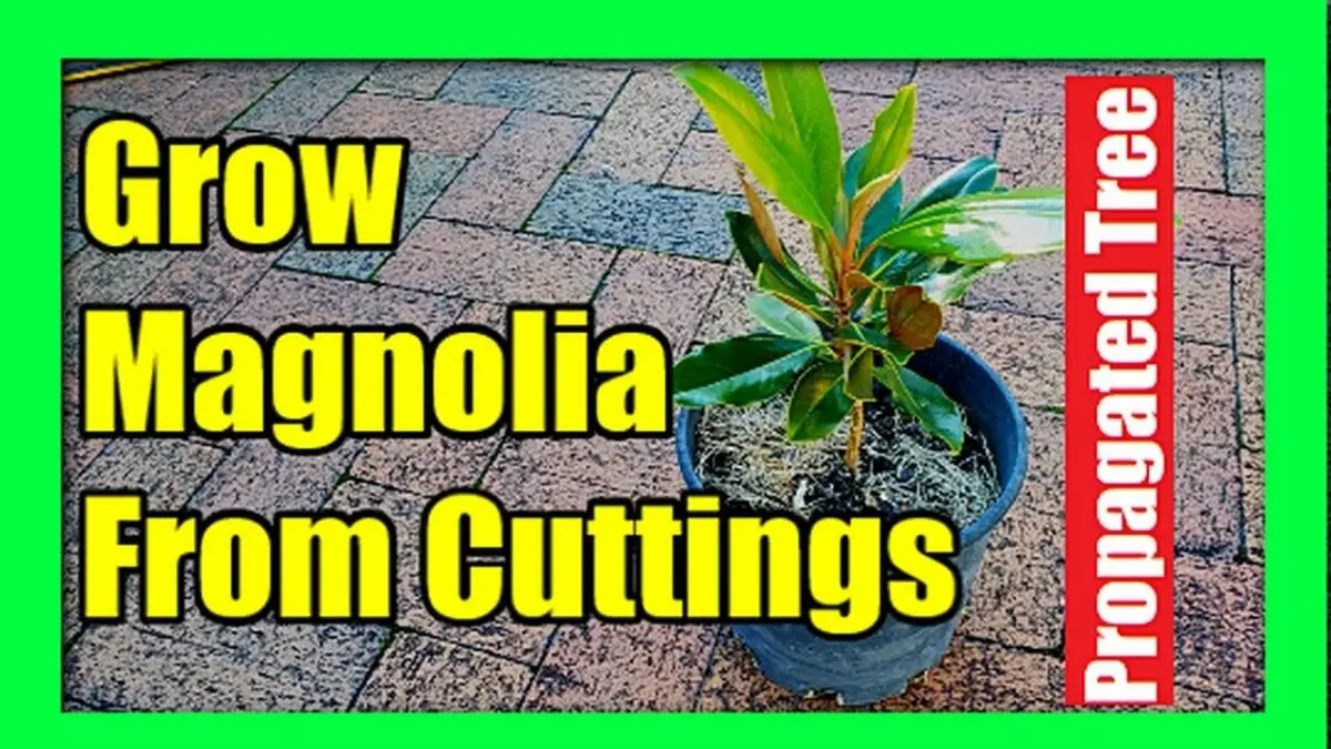 Growing and reproduction of the magnolia tree