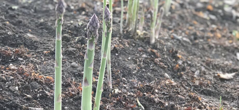 Growing Asparagus from Seeds