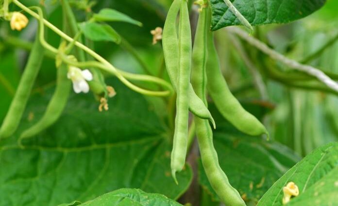 Growing beans outdoors