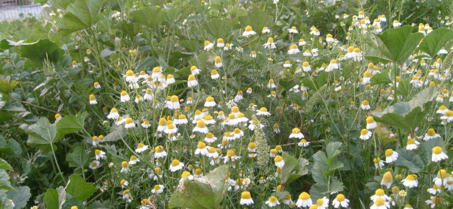 Growing blue chamomile, photo