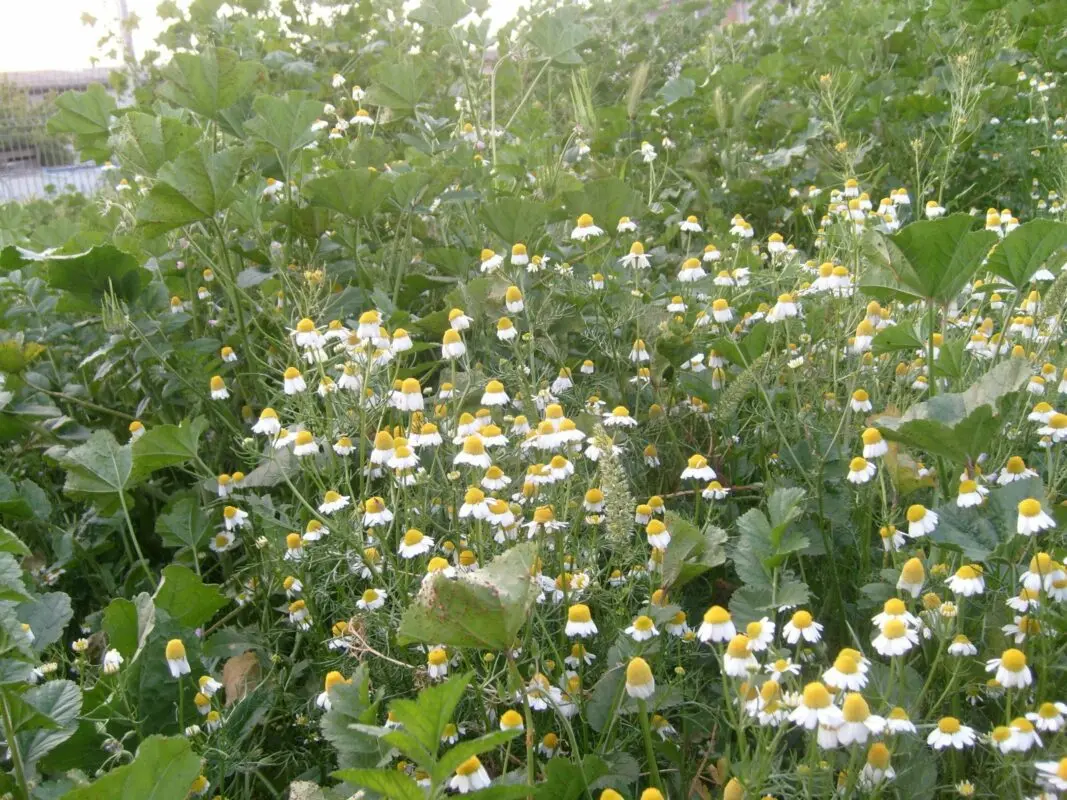 Growing blue chamomile, photo