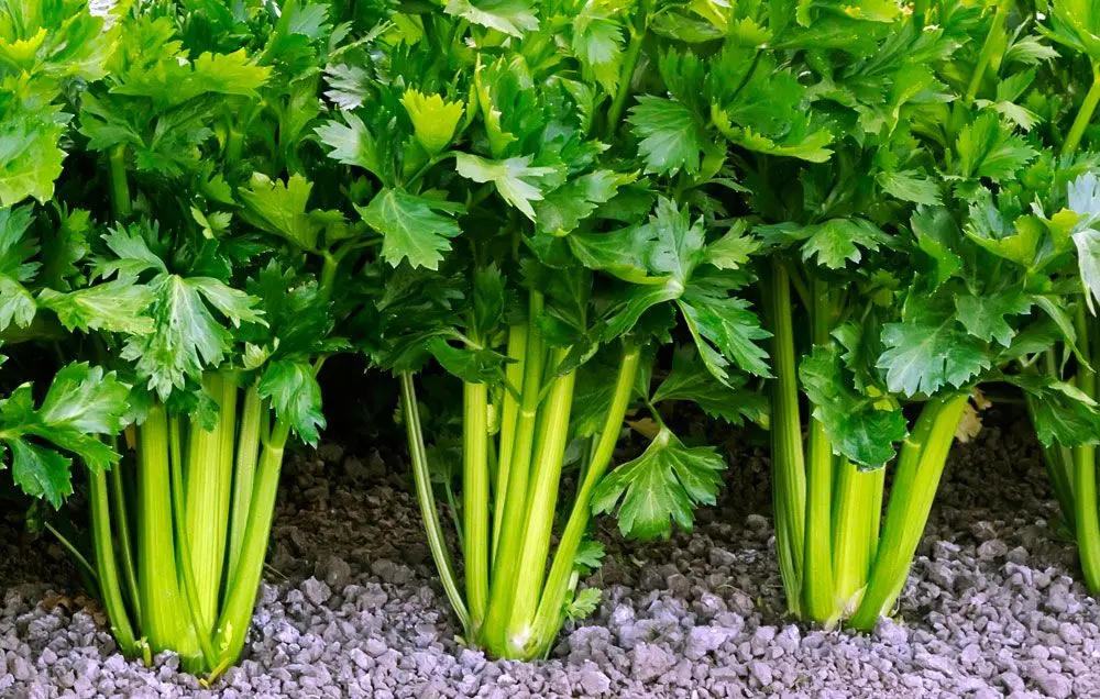 Growing celery in soil