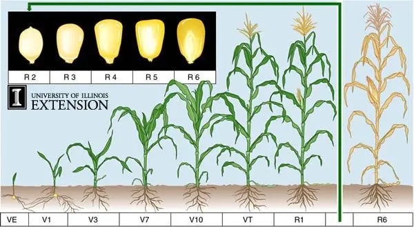 Growing corn outdoors: stages