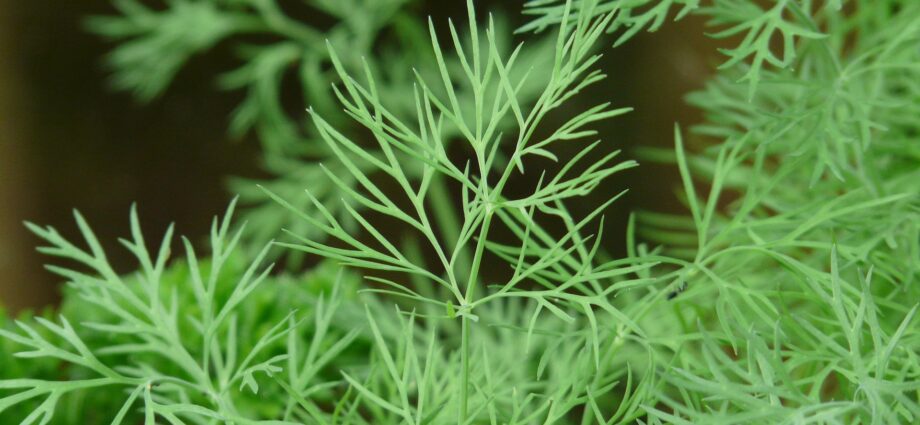 Growing dill