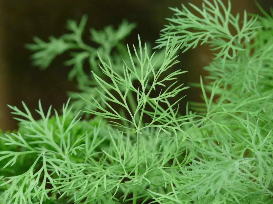 Growing dill