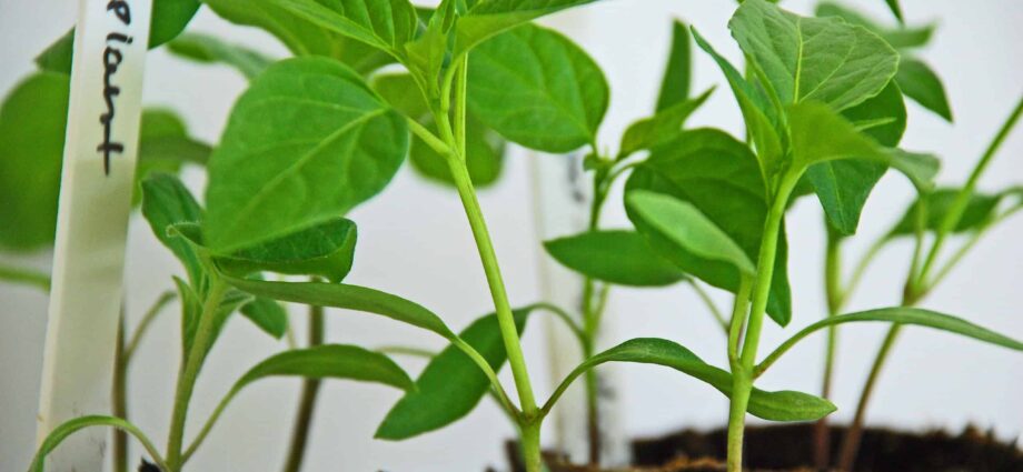 Growing eggplant seedlings