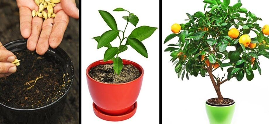 घर पर विदेशी पौधे उगाना। वीडियो