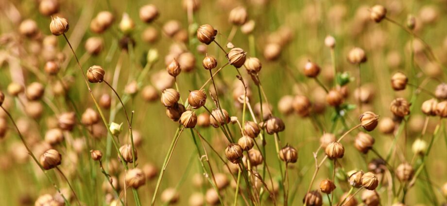 Uzgoj lanenih vlakana iz sjemena