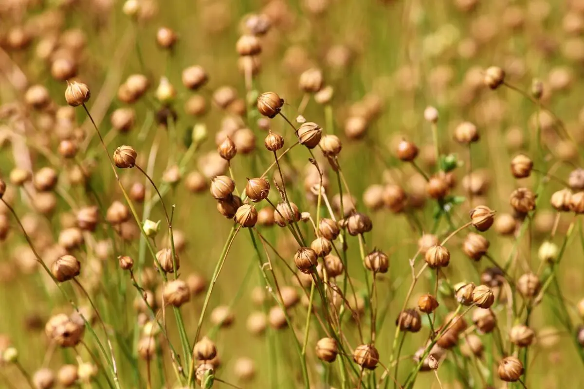 Growing flax fiber from seeds