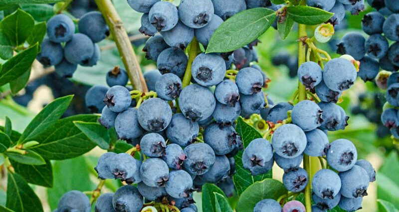 Growing garden blueberries in the country