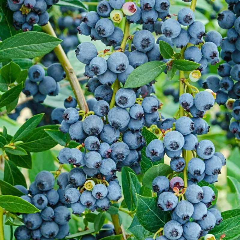 Growing garden blueberries in the country