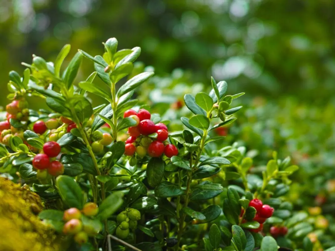 Growing garden cranberries: planting and care