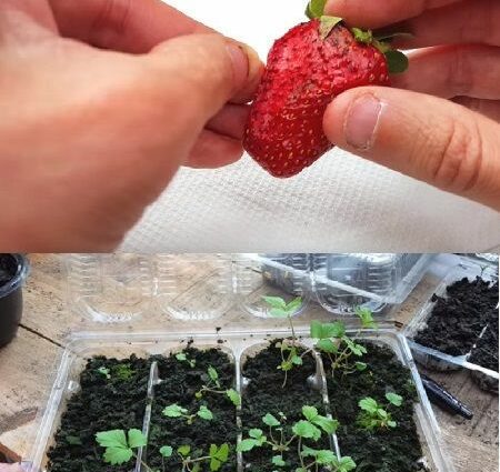 Growing garden strawberries from seeds