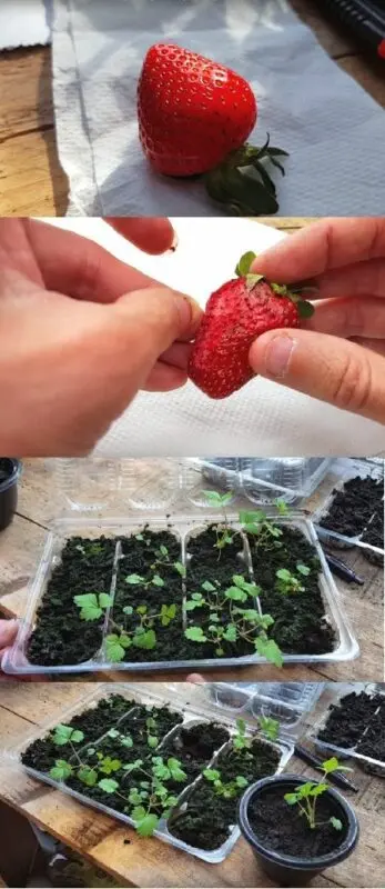 Growing garden strawberries from seeds