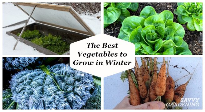 Growing greens in the winter at home