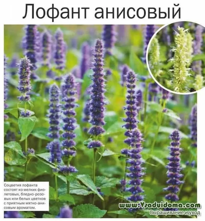 Growing herbs Lofant anise
