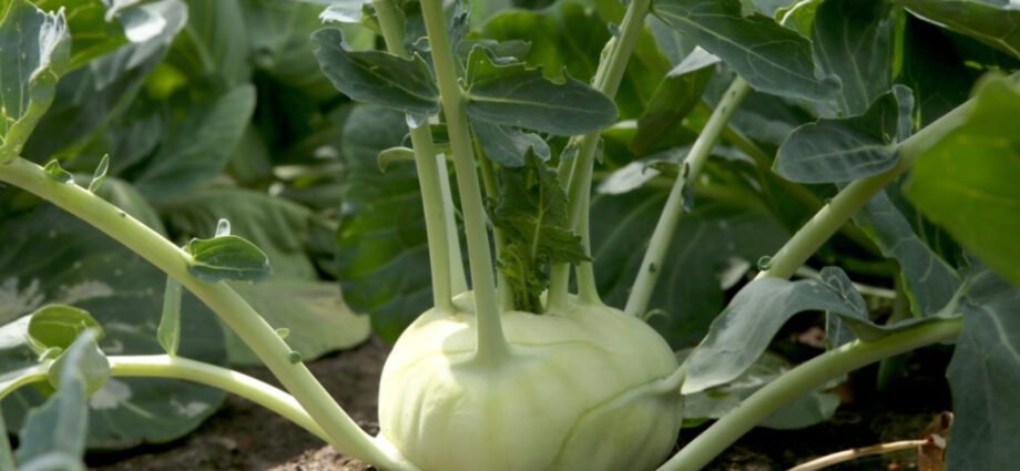 Growing kohlrabi: planting and care