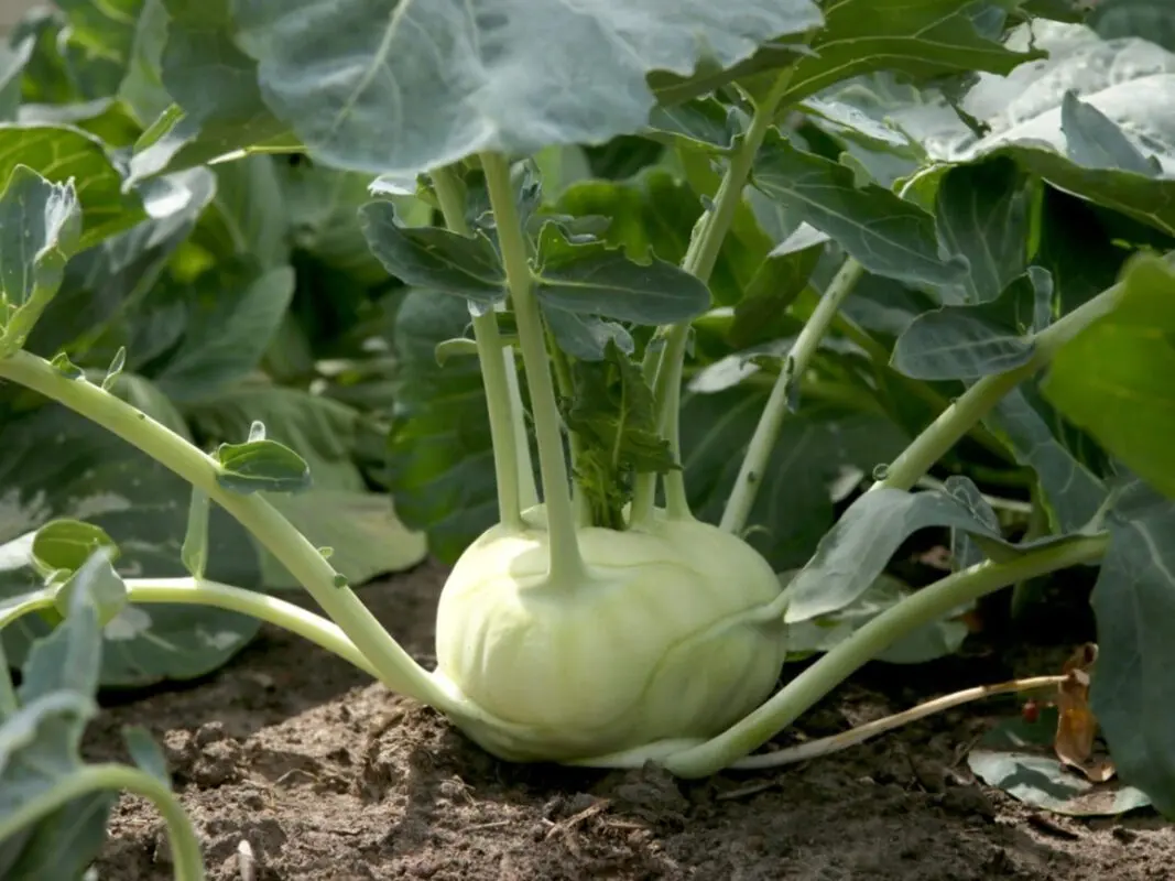 Growing kohlrabi: planting and care